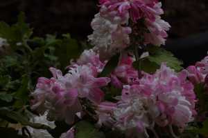 CHRYSANTHEMUM-24 (15)